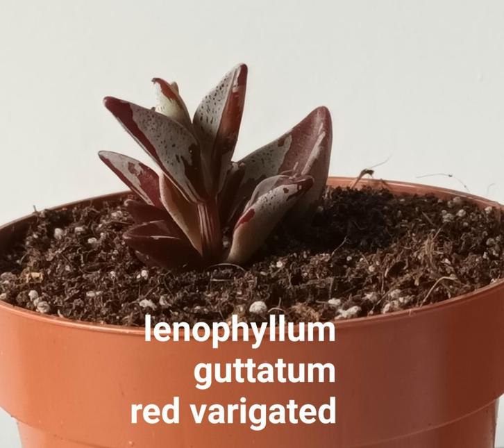 Vetplanten Te koop, Huis en Inrichting, Kamerplanten, Overige soorten, Minder dan 100 cm, Ophalen of Verzenden