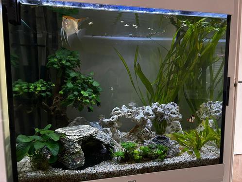 Juwel aquarium 200 liter met kastje, Dieren en Toebehoren, Vissen | Aquaria en Toebehoren, Gevuld zoetwateraquarium, Ophalen