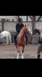 Verzorgpony/paard gezocht (stalhulp aangeboden), Ophalen of Verzenden, Nieuw