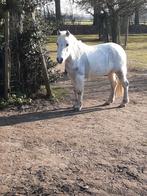 Verzorger op ma/di of do, Dieren en Toebehoren, Paarden en Pony's | Overige Paardenspullen, Ophalen of Verzenden