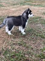 Pomsky f3 puppy’s, Dieren en Toebehoren, Honden | Poolhonden, Keeshonden en Oertypen, 8 tot 15 weken, Poolhond, Meerdere, Meerdere dieren