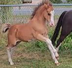 Prachtig, sterk ontwikkeld Welsh a hengstveulen, Dieren en Toebehoren, Pony's, Hengst, Recreatiepony, 0 tot 2 jaar