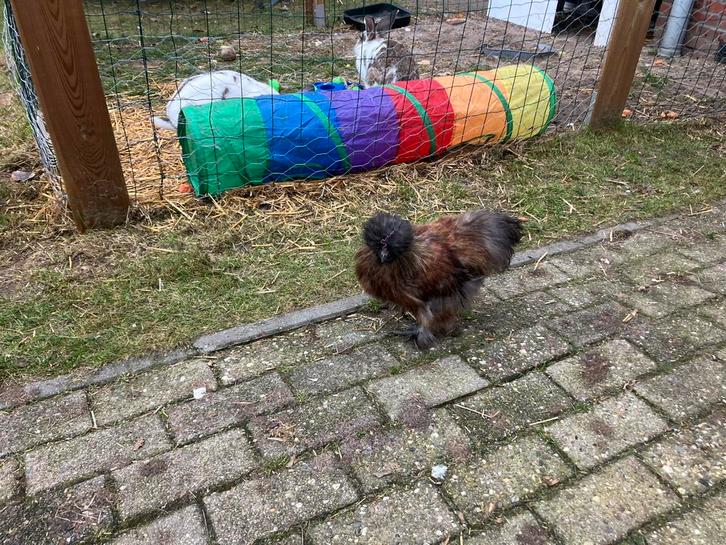 4 zijdehoender haantjes, Dieren en Toebehoren, Pluimvee, Kip, Mannelijk