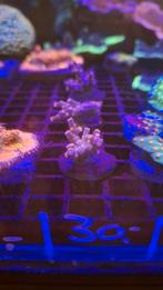 Cyphastrea koraal Zeewater aquarium, Dieren en Toebehoren, Overige typen, Zoutwatervis