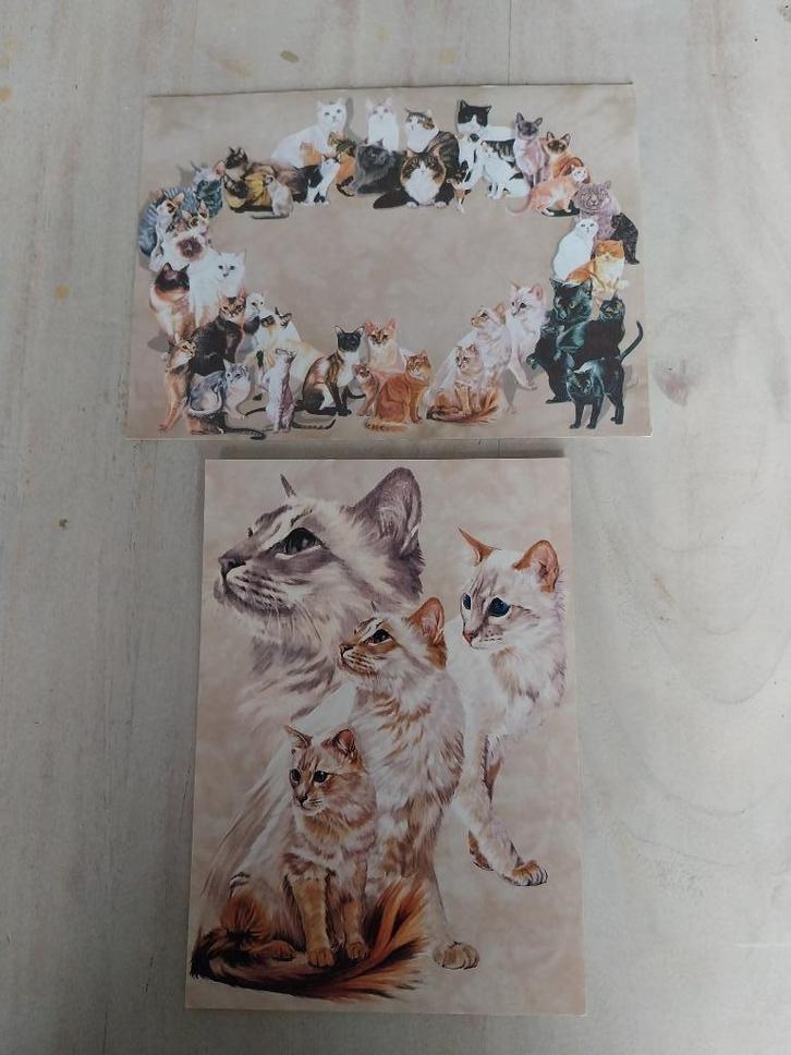 Mooie ansicht kaart met envelop 4 lichte katten NIEUW, Verzamelen, Ansichtkaarten | Dieren, Ongelopen, 1980 tot heden, Hond of Kat