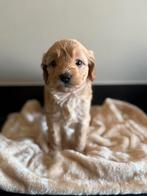 Nog 1 prachtige labradoodle pup beschikbaar uit top ouders., Rabiës (hondsdolheid), 8 tot 15 weken, Meerdere, Meerdere dieren