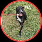 Pia zoekt baasje, Dieren en Toebehoren, Honden | Niet-rashonden, Particulier, Rabiës (hondsdolheid), 1 tot 2 jaar, Buitenland