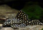 L201 pleco Hypancistrus Inspector, Dieren en Toebehoren, Vissen | Aquariumvissen, Vis