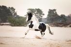 Ter dekking!! 3 Homozygoot tobiano Barock Pinto hengsten !, Dieren en Toebehoren, Paarden, Hengst, M, Gechipt