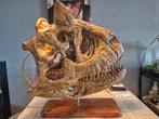 Carnotaurus Sastrei schedel replica 1:1, Nieuw, Ophalen, Overige merken, Groter dan 1:32