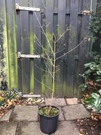 Schoonheidsvrucht struik, Tuin en Terras, Ophalen, Overige soorten, Struik, 100 tot 250 cm