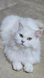 Lieve Nola ter adoptie., Poes, Gechipt