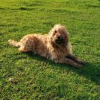 Lieve Labradoodle, Dieren en Toebehoren, 6 jaar of ouder, Overige rassen, Teef, Meerdere