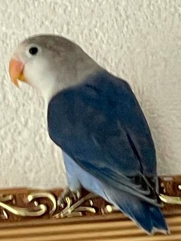 Prachtige Lieve Hand Tamme Agapornis Dwergpapegaai beschikbaar voor biedingen