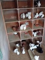 Amerikaanse pauwstaarten, Dieren en Toebehoren, Vogels | Duiven, Meerdere dieren, Overige soorten