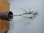 Drakenbloedboom, Ophalen, Overige soorten, Halfschaduw, Minder dan 100 cm