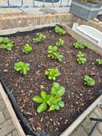 Aardbeienplanten - Nu planten voor zomerse oogst!, Ophalen, Volle zon, Vaste plant, Fruitplanten