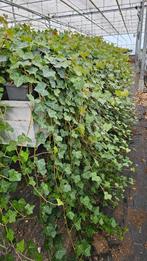 Hedera Hibernica - klimop - lang - ranken 1m+++, Vaste plant, Ophalen of Verzenden, Bloeit niet, Halfschaduw