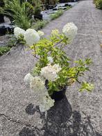 Pluimhortensia Polar Bear, Ophalen of Verzenden, Hortensia, Struik, Minder dan 100 cm