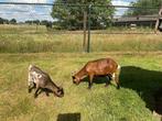 Dwerggeit bokje, Dieren en Toebehoren, Mannelijk, Geit
