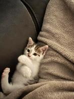 Kitten, Poes, Ontwormd