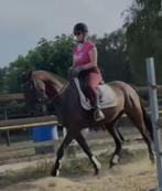 bijrijder/verzorger gezocht, Dieren en Toebehoren, Paarden en Pony's | Overige Paardenspullen, Ophalen, Nieuw, Overige soorten