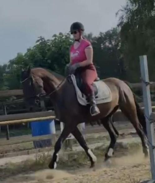 bijrijder/verzorger gezocht, Dieren en Toebehoren, Paarden en Pony's | Overige Paardenspullen, Nieuw, Overige soorten, Ophalen