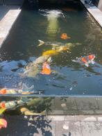 Koi vijver compleet, Dieren en Toebehoren, Vissen | Vijvervissen, Karper of Koi