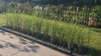Siergras Chinees Pracht Riet, Ophalen, Siergrassen