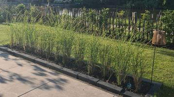 Siergras Chinees Pracht Riet beschikbaar voor biedingen