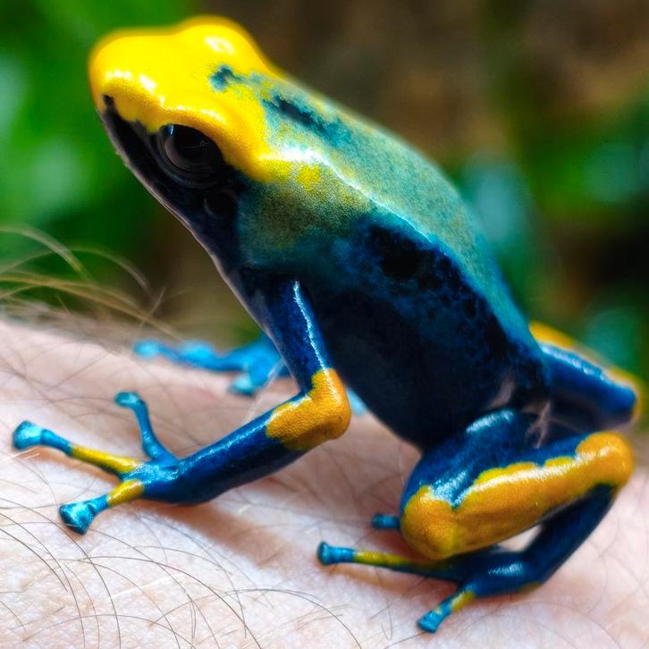 Dendrobates tinctorius, enorm veel varianten en keus