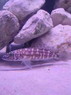 Lepidiolamprologus Kendalli, Dieren en Toebehoren, Vis