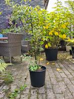 Mooie pandoria jasminoidus, Tuin en Terras, Planten | Tuinplanten, Ophalen, Zomer, Overige soorten, Volle zon