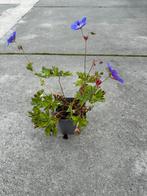 Geranium Roxanne - Prachtige vaste plant, Vaste plant, Halfschaduw, Zomer, Ophalen