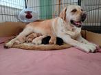 Puppies Labrador Retriever met stamboom, Januari, Meerdere dieren