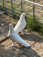 Takla mosul duiven, Dieren en Toebehoren, Meerdere dieren, Tuimelaar of Roller