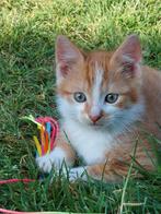 Mooi speels rood katertje, Dieren en Toebehoren, Katten en Kittens | Overige Katten, Kater, Kortharig, 0 tot 2 jaar