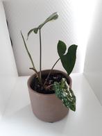 Syngonium variegata, Huis en Inrichting, Kamerplanten, Overige soorten, Minder dan 100 cm, Groene kamerplant, Halfschaduw