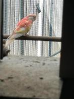 Rubino bourke | bourkes, Dieren en Toebehoren, Parkiet, Geringd