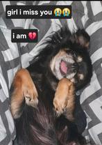 Gezocht Chihuahua pup teefje, Dieren en Toebehoren, Honden | Chihuahua's en Gezelschapshonden, Rabiës (hondsdolheid), 8 tot 15 weken