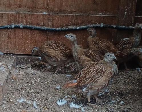 Jonge Patrijzen hennen en hanen, Dieren en Toebehoren, Vogels | Overige Vogels, Tropenvogel, Meerdere dieren, Geringd