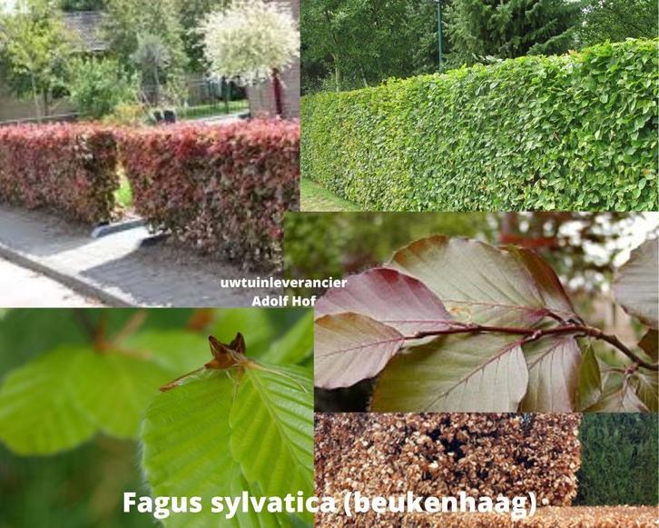 beukenhaag (fagus sylvatica) met bruin blad in de winter, Tuin en Terras, Planten | Struiken en Hagen, Beukenhaag, 100 tot 250 cm