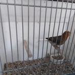 Kanarie, Dieren en Toebehoren, Vogels | Kanaries, Mannelijk