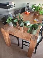 3 orchideeën, Ophalen, Overige soorten, Halfschaduw, In pot