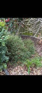 Gratis heide, Ophalen, Overige soorten, Struik, 100 tot 250 cm