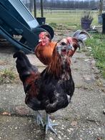 Leuk jong haantje, redelijk handtam, Mannelijk, Kip