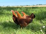 Jonge tamme New Hampshire kriel kippen hennen gesekst, Dieren en Toebehoren, Pluimvee, Vrouwelijk, Kip