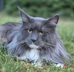 Maine coon dekkater met stamboom (niet te koop), Kater, Gechipt, 0 tot 2 jaar