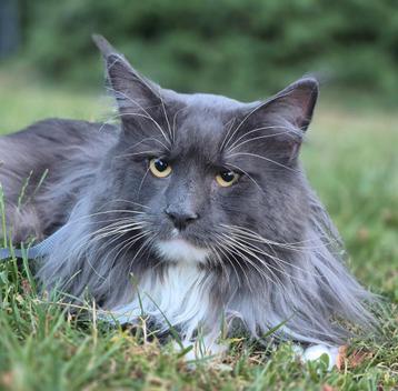 Maine coon dekkater met stamboom (niet te koop) beschikbaar voor biedingen