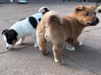 Jack russel pups, Dieren en Toebehoren, Jack Russell Terriër, 8 tot 15 weken, Meerdere, Meerdere dieren